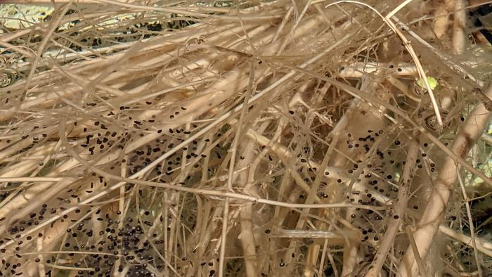 Bullfrog Eggs Day Two