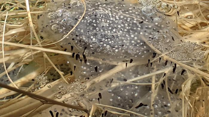 Bullfrog Larvae Day Five