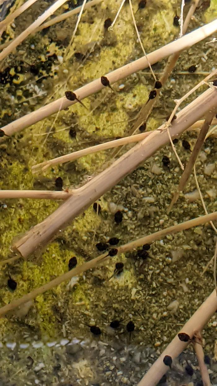 Bullfrog Larva Day Seven