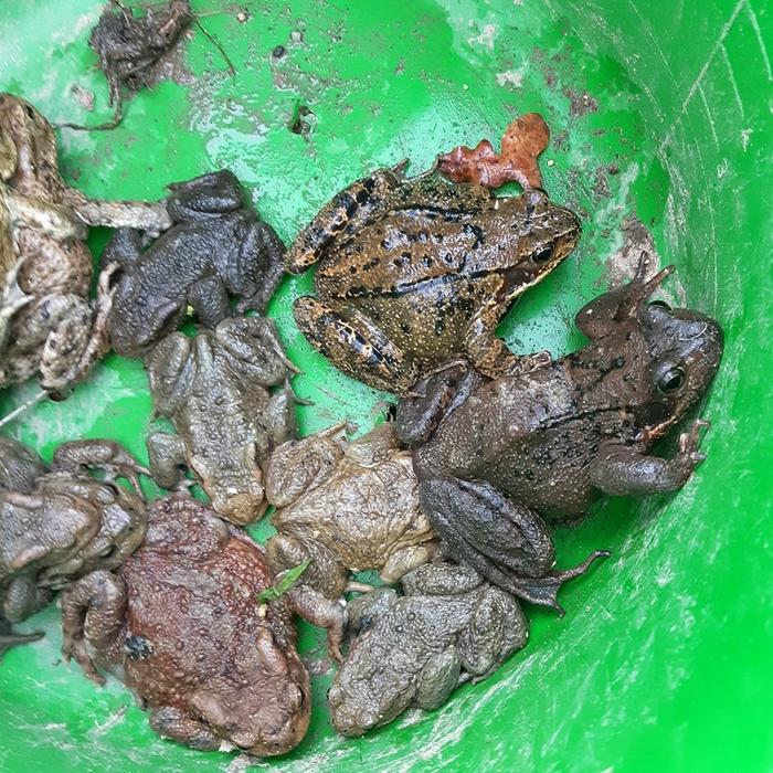 collecting amphibians (left: toads, right: common frog)