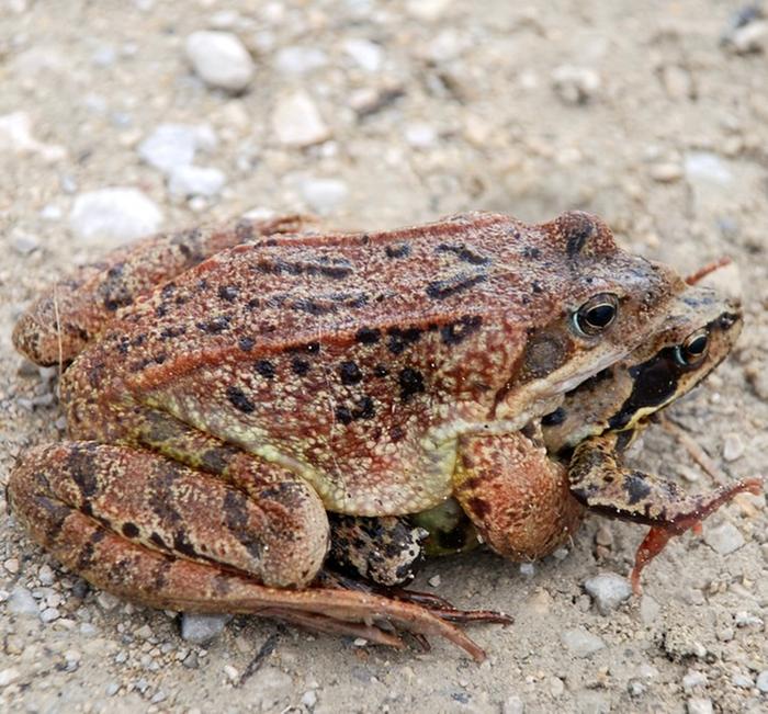 mating common frogs