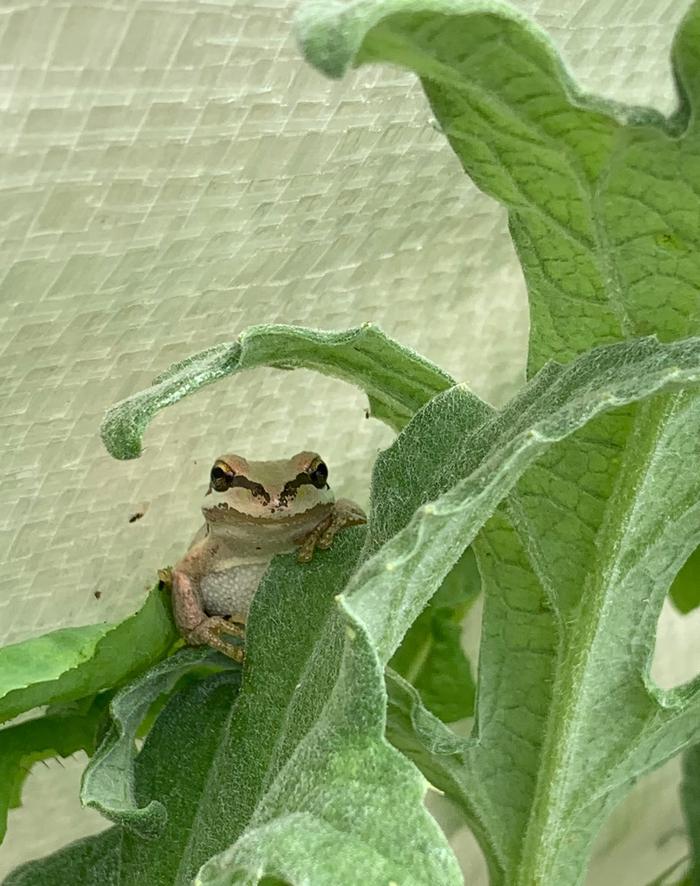 frog in plant
