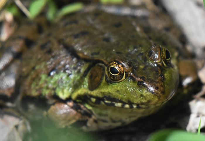 close up of frog