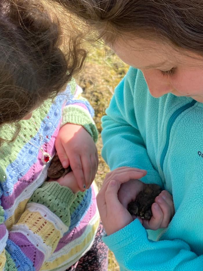 These guys were rescued from next to the excavator while we were moving soil around and backfilling a trench we'd planted some large conifers in