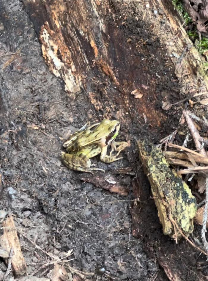 There was this little fella while I was finding logs for my hugel...