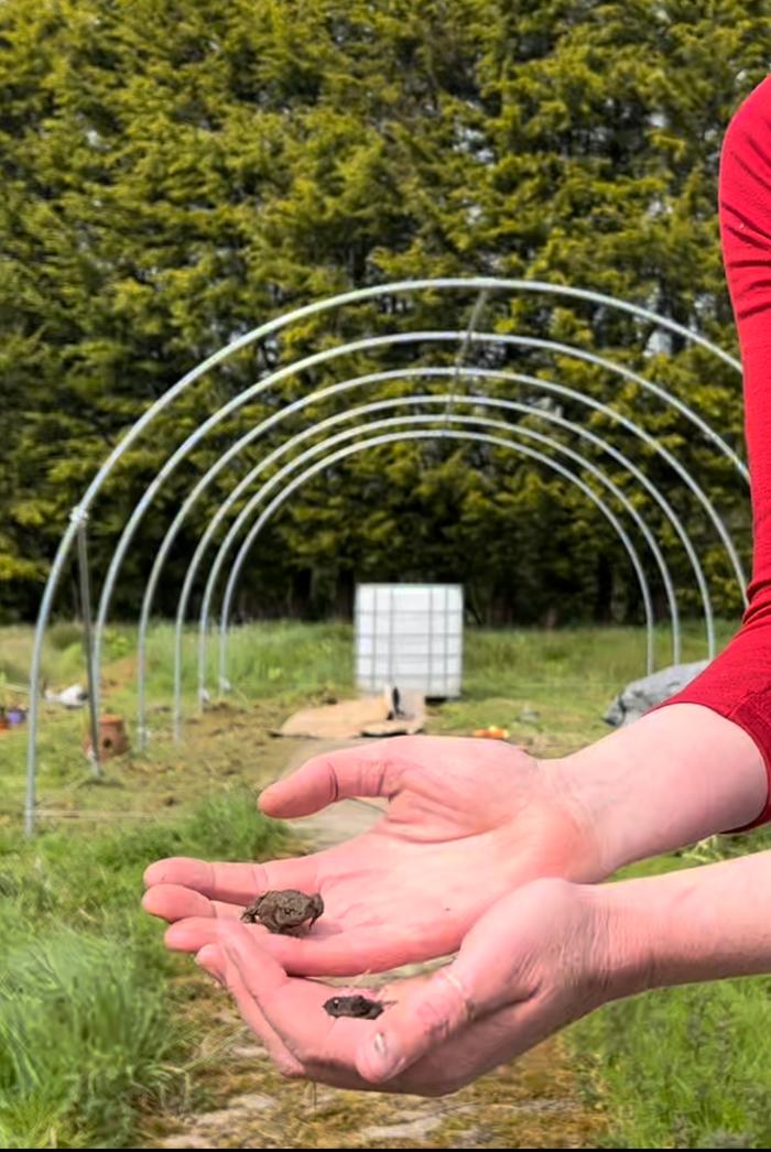 And these two I managed to relocate from the strimmer when clearing the ground in my new polytunnel