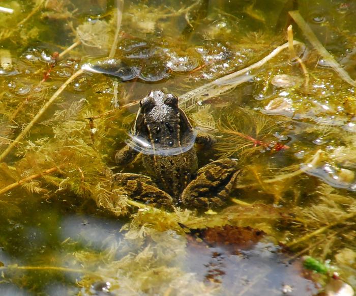 Common frog