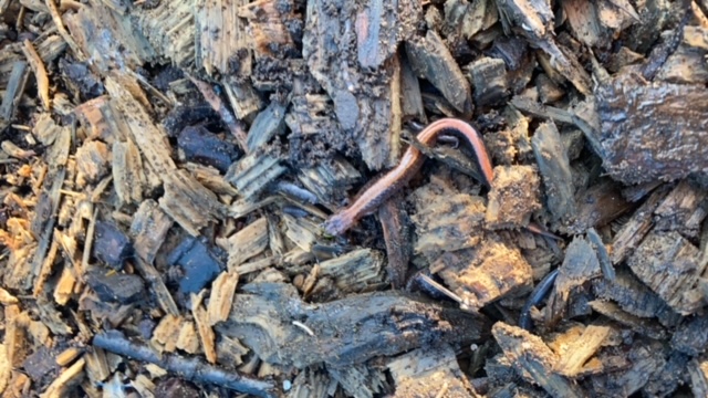 Eastern Redback Salamander