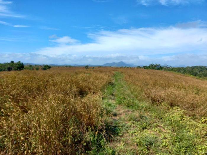 [Thumbnail for Fiji-land-pics-tree-groves-in-a-field-of-hay-and-brush-(2).jpg]