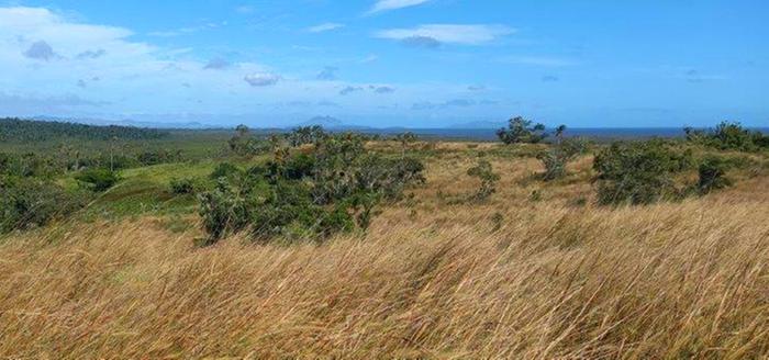 [Thumbnail for Fiji-land-pics-trees-all-around-(1).jpg]