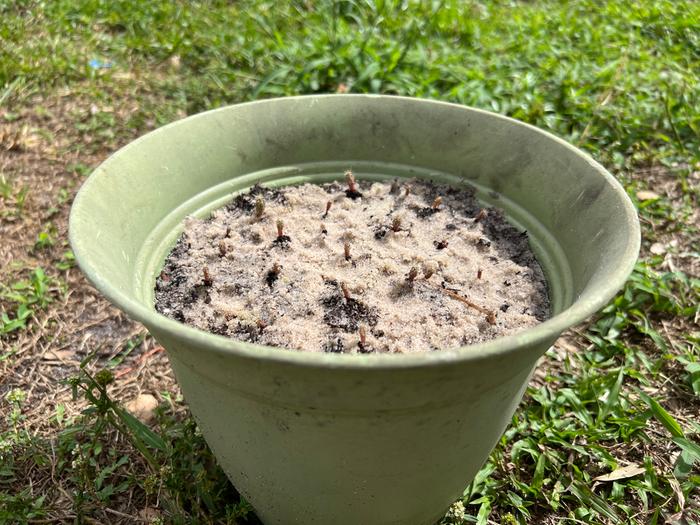 cactus-seedling-in-sand