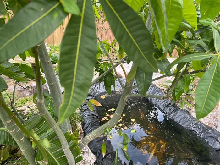 View from through the money tree