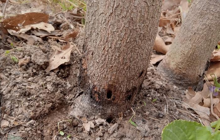 American persimmon borer holes
