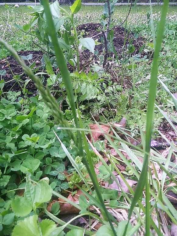[Thumbnail for Wild-Carrot-in-Front-Yard-Copy.jpg]