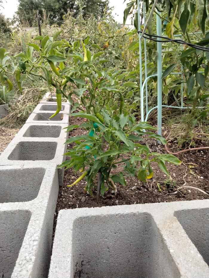 Mystery pepper not jalapenos