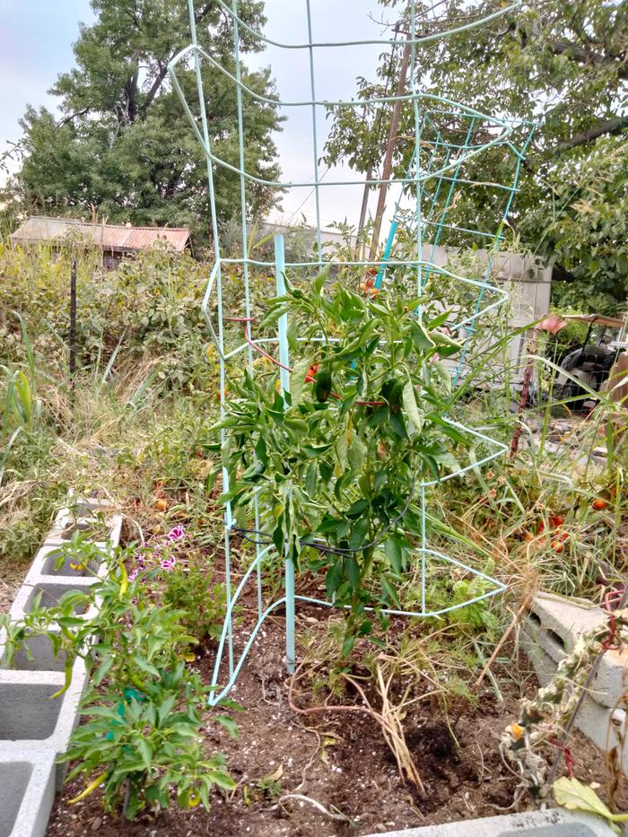 Undocumented pepper, maybe jalapenos?