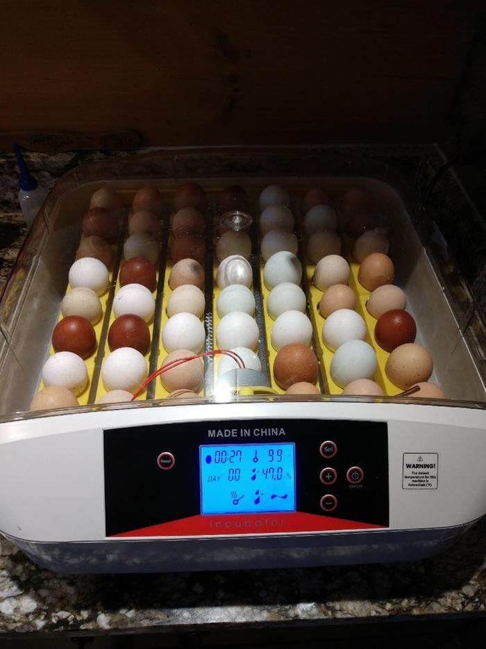 egg incubator