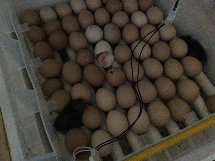 chick hatching in a tray of eggs