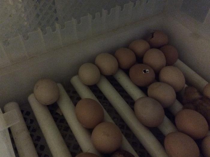 eggs in the process of hatching