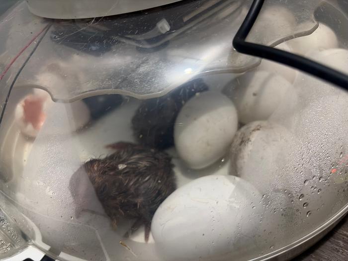 Chicks hatching 