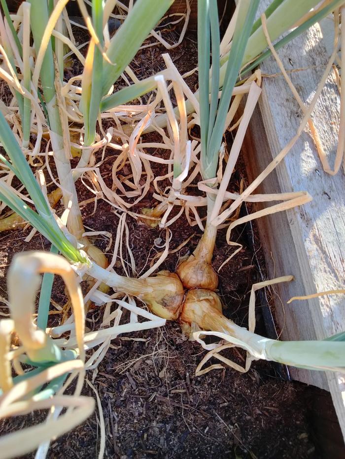 Potato onions 