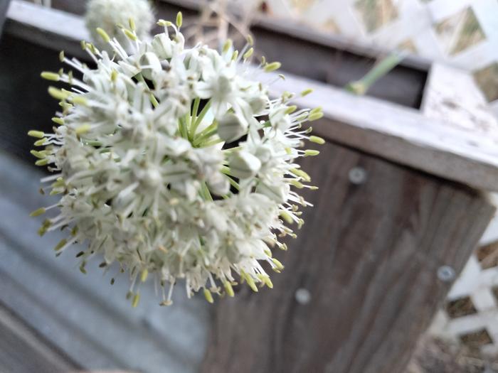 Potato onion flower
