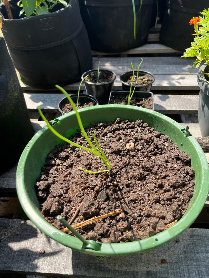 Five Green Mountain Potato Onions started from seeds.
