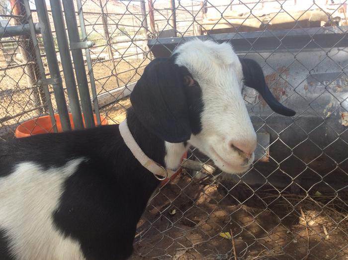 dairy goat