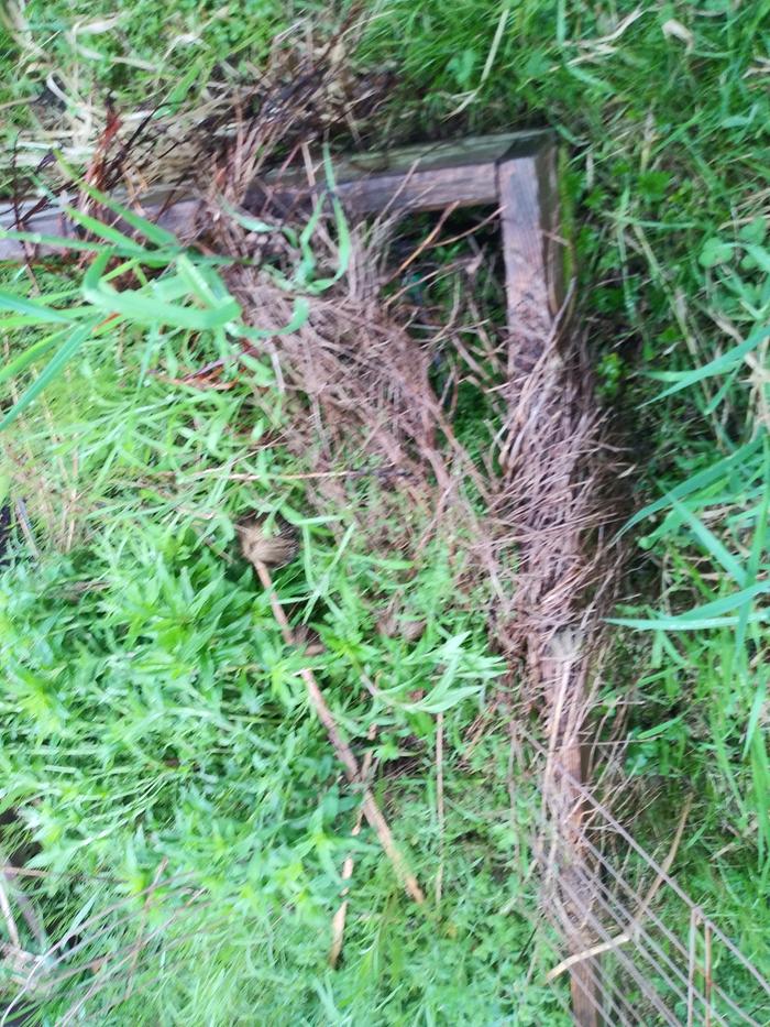 The dead stuff on the edges is chamomile so you can see how far it spreads. The bed is 4x8.