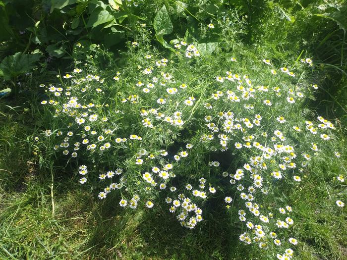 Here is how bushy and full the chamomile grows from seed each season. That is one plant. 
