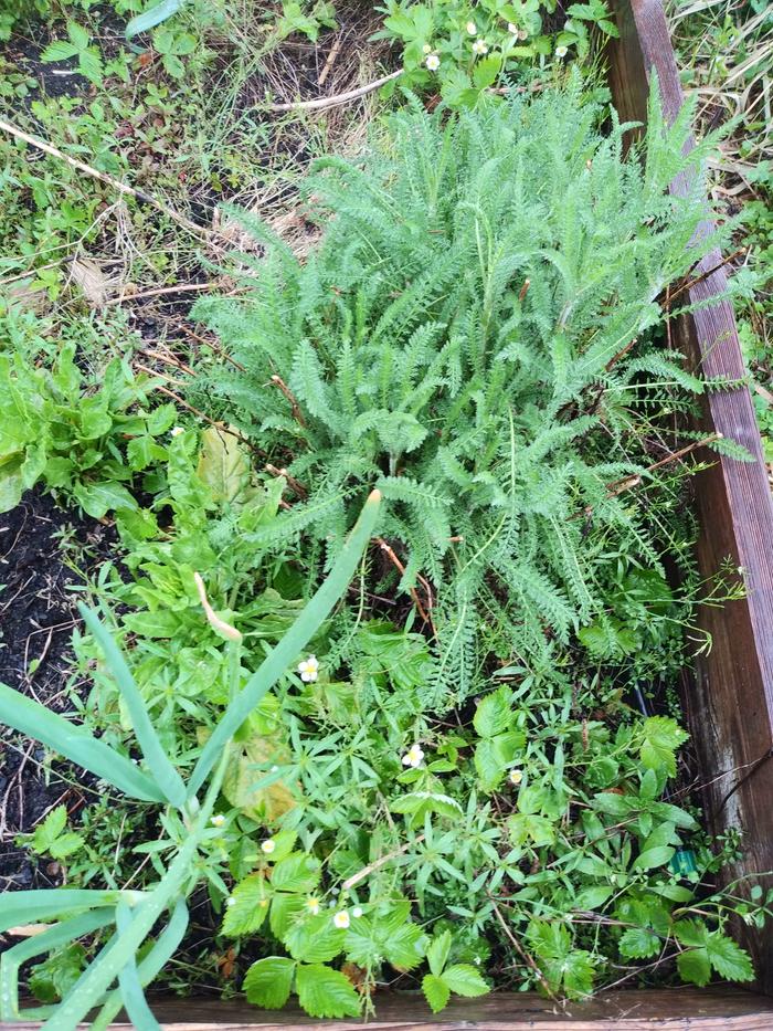 Yarrow is the feathery plant between the strawberries. 
