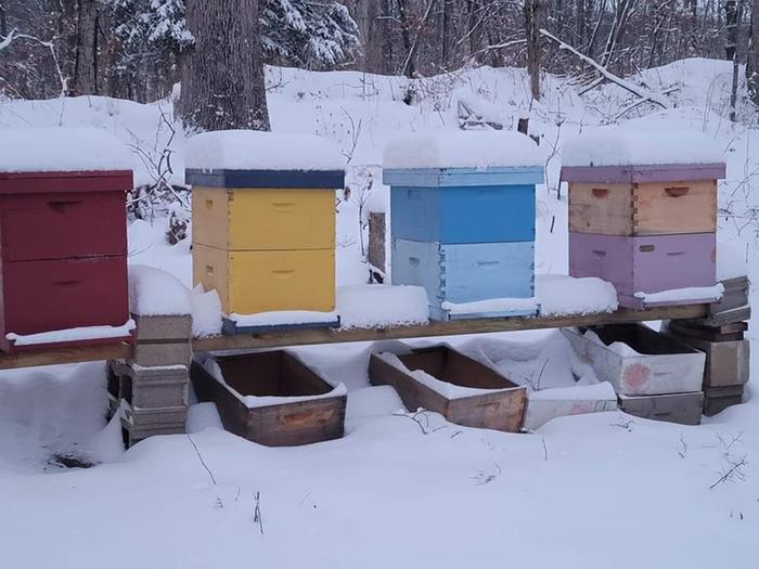 Bees