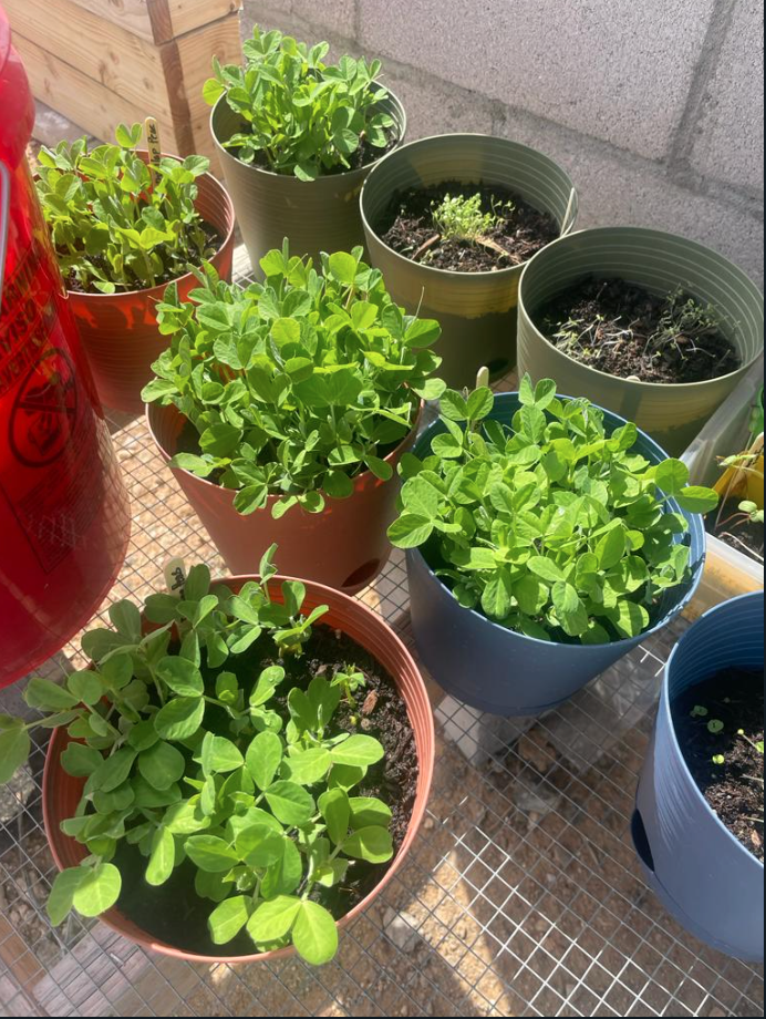 Peas