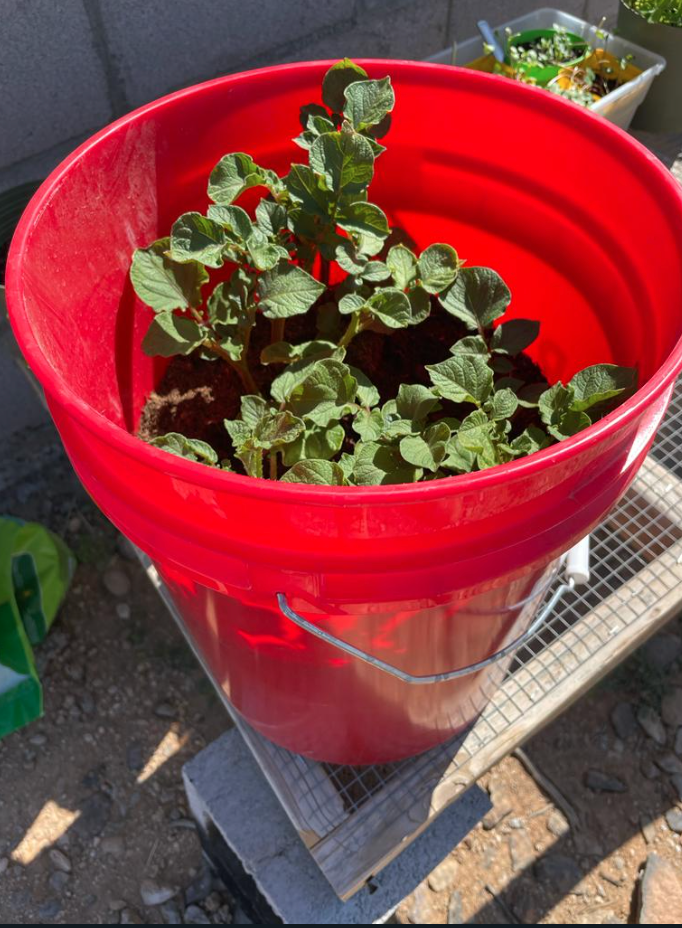Potato Plant