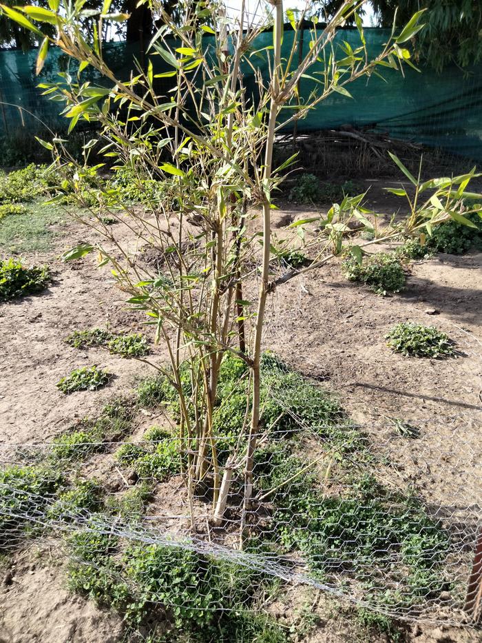 Bamboo, grass & clover 