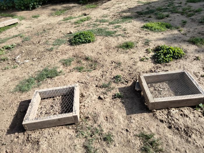 Just planted 