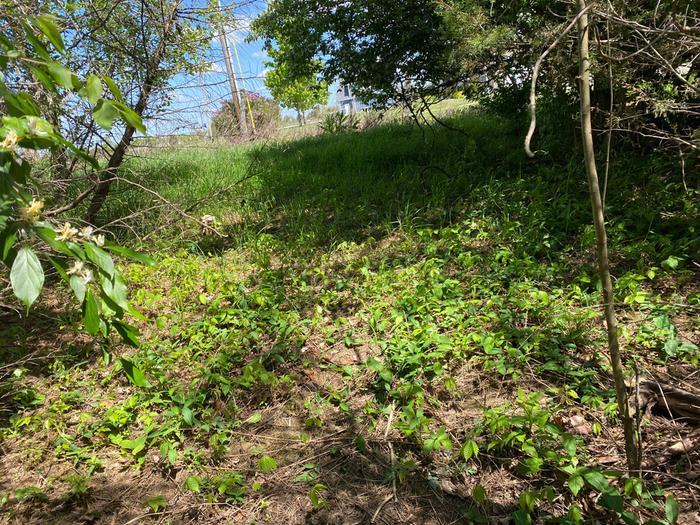 wooded browse for sheep