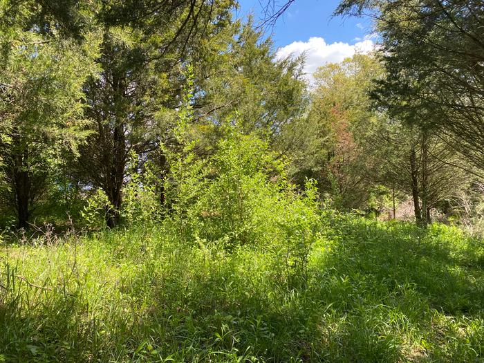 brush in pasture for browse