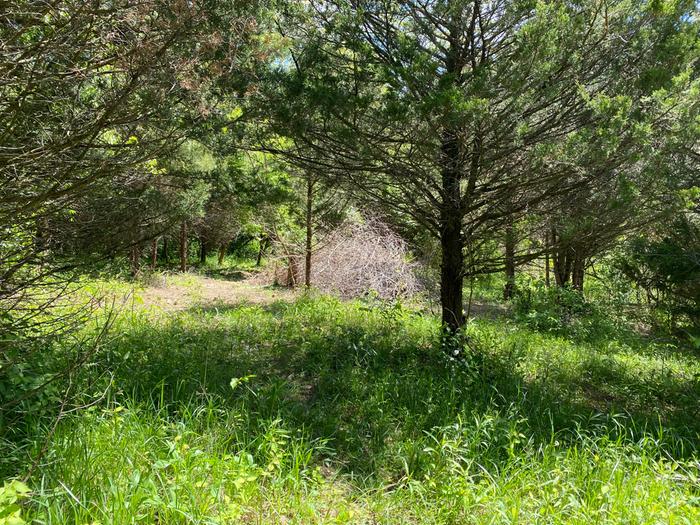 silvopasture for sheep