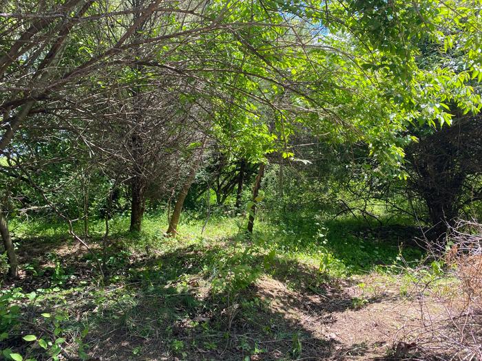 wooded area for sheep