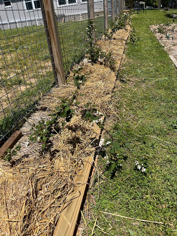 blackberries planted along the backyard fence