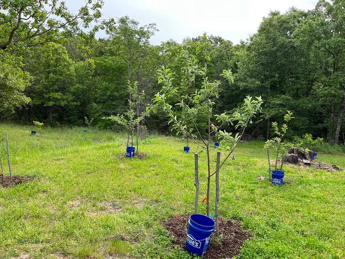 the apple orchard