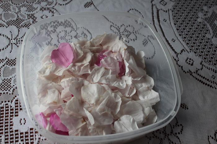 [Thumbnail for Rosa-Rugosa-white-petals.JPG]