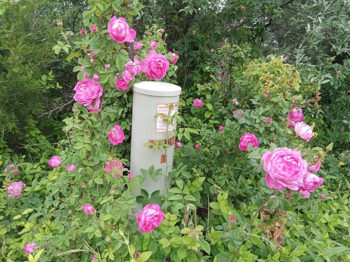 Wild rose bush