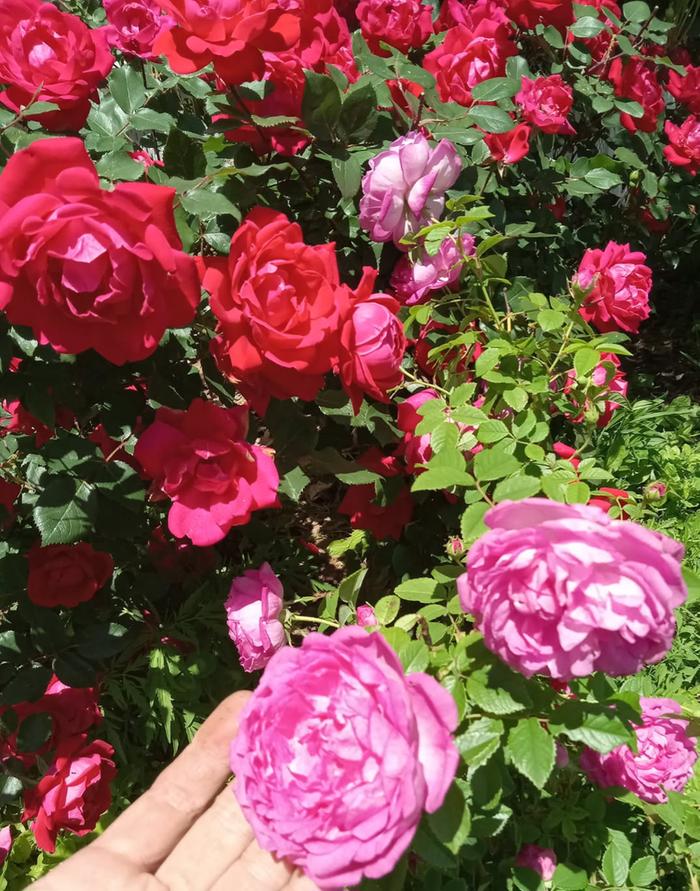 Compared to KO rose