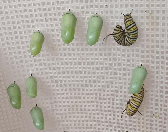 Monarch chrysalis to take to kids' classroom 