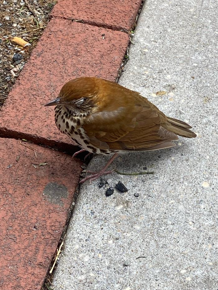 Sidewalk thrush (I think)