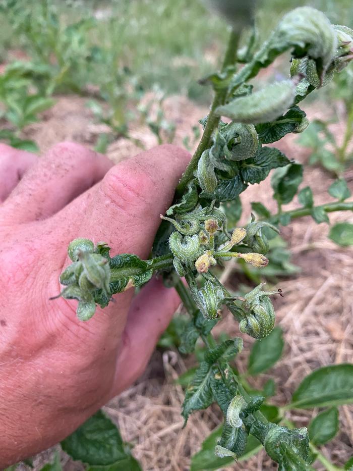 reisdual herbicide damage on potatoe leaves