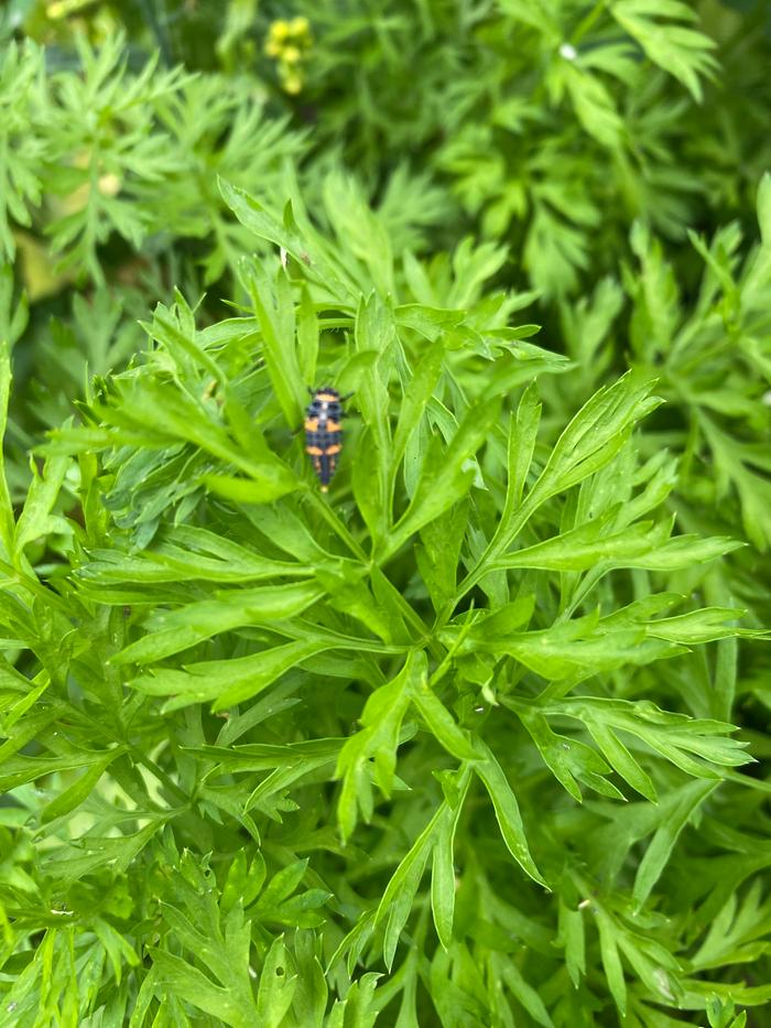 black and yellow bug identification ladybird larvae