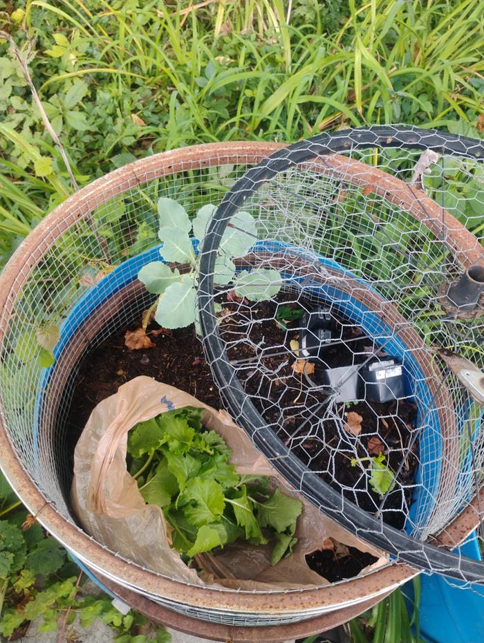 Halfbarrel container, bike wheel and hardware cloth cage, bike wheel and chicken wire lid